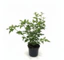 Pflanzen für Dich Hibiscus syriacus Woodbridge Rosa Garten-Eibisch Bild 2