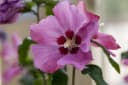 Pflanzen für Dich Hibiscus syriacus Woodbridge Rosa Garten-Eibisch Bild 3