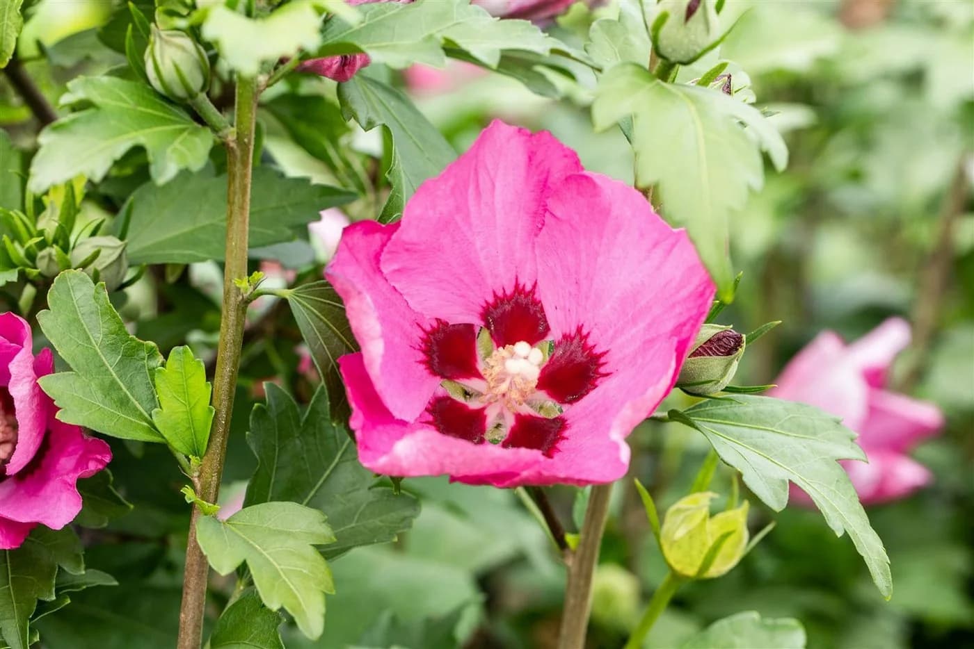 Pflanzen für Dich Hibiscus syriacus Woodbridge Rosa Garten-Eibisch - Bild 4