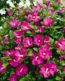 Pflanzen für Dich Hibiscus syriacus Woodbridge Rosa Garten-Eibisch Bild 5