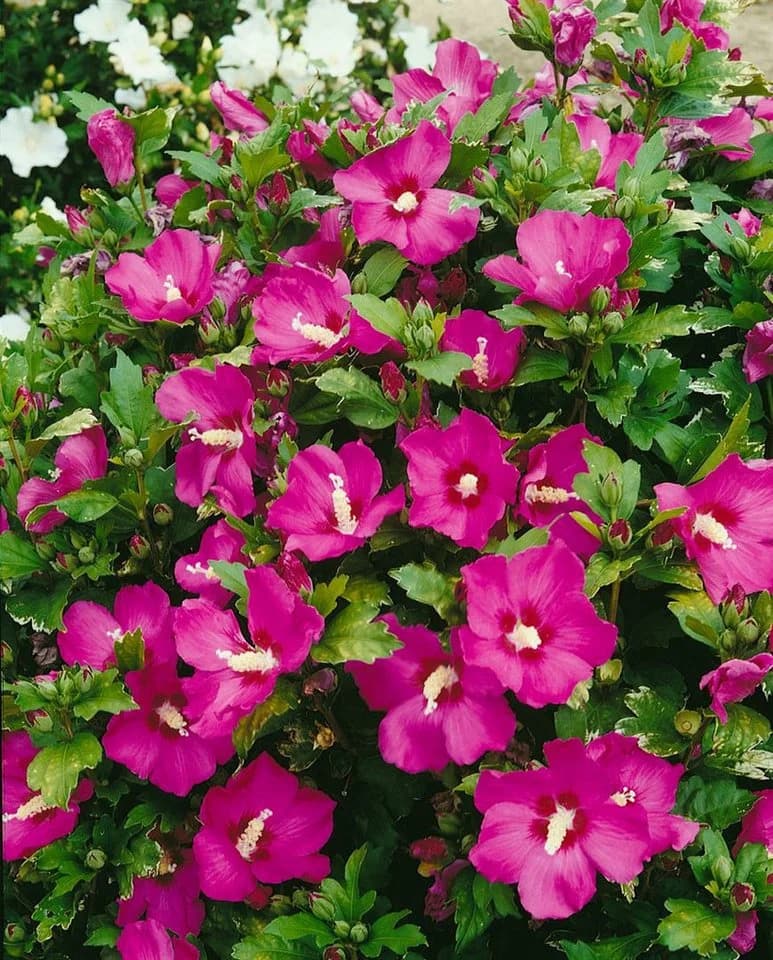 Pflanzen für Dich Hibiscus syriacus Woodbridge Rosa Garten-Eibisch - Bild 5