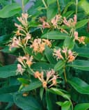 Pflanzen für Dich Kletterpflanze Lonicera henryi Henry-Geißblatt Immergrün Bild 1