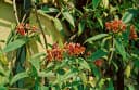 Pflanzen für Dich Kletterpflanze Lonicera henryi Henry-Geißblatt Immergrün Bild 3