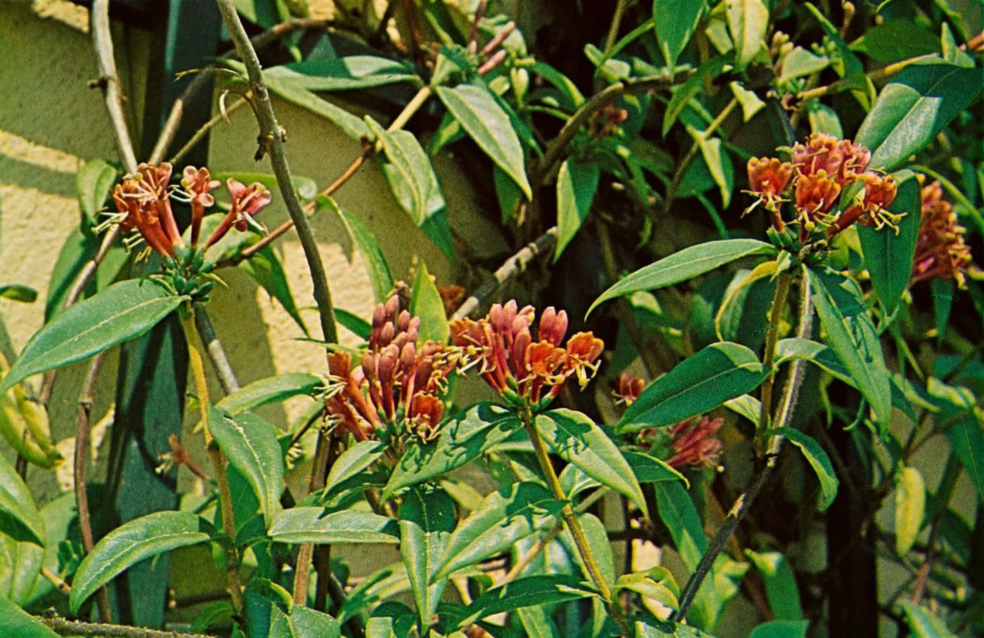 Pflanzen für Dich Kletterpflanze Lonicera henryi Henry-Geißblatt Immergrün - Bild 3