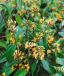 Pflanzen für Dich Kletterpflanze Lonicera henryi Henry-Geißblatt Immergrün Bild 4