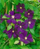 Pflanzen für Dich Kletterpflanze Clematis viticella Blue Belle violettblühend Bild 1