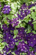 Pflanzen für Dich Kletterpflanze Clematis viticella Blue Belle violettblühend Bild 2