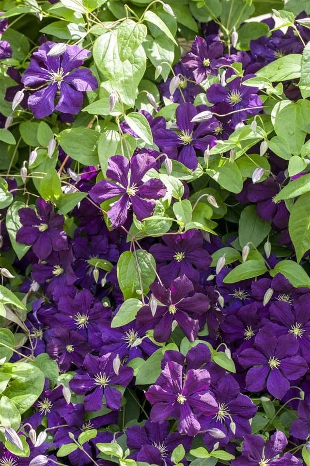 Pflanzen für Dich Kletterpflanze Clematis viticella Blue Belle violettblühend - Bild 2