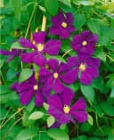 Pflanzen für Dich Kletterpflanze Clematis viticella Blue Belle violettblühend Bild 4