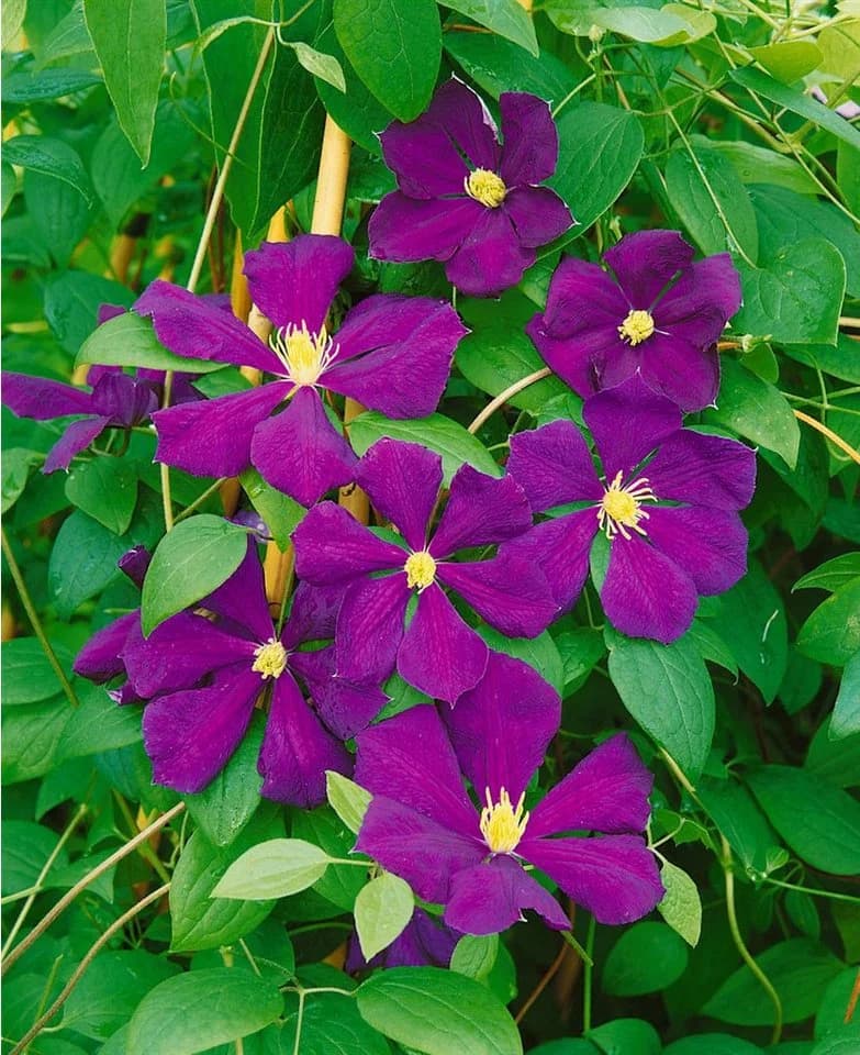 Pflanzen für Dich Kletterpflanze Clematis viticella Blue Belle violettblühend - Bild 4