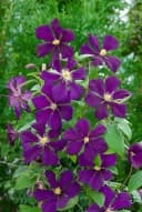 Pflanzen für Dich Kletterpflanze Clematis viticella Blue Belle violettblühend Bild 5