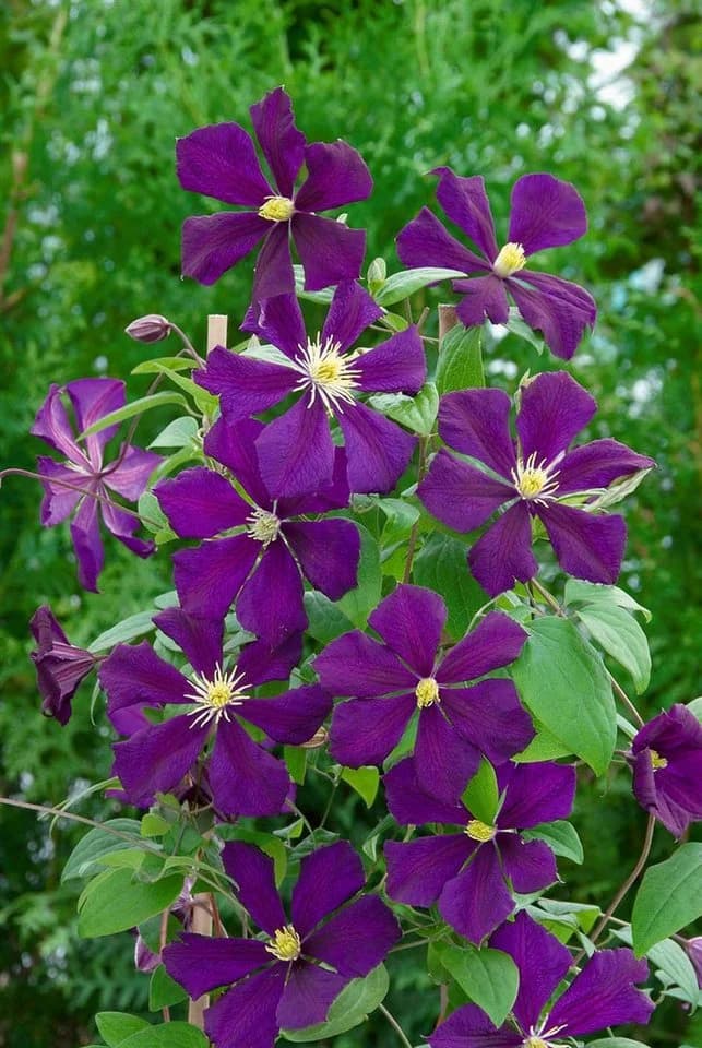 Pflanzen für Dich Kletterpflanze Clematis viticella Blue Belle violettblühend - Bild 5