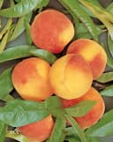 Prunus persica 'South Haven' Pfirsichbaum 150–200 cm Bild 1