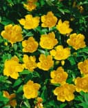 Hypericum 'Hidcote' Johanniskraut Leuchtend Gelb Bild 1