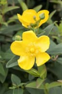 Hypericum 'Hidcote' Johanniskraut Leuchtend Gelb Bild 2