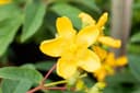 Hypericum 'Hidcote' Johanniskraut Leuchtend Gelb Bild 3