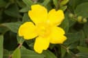 Hypericum 'Hidcote' Johanniskraut Leuchtend Gelb Bild 4