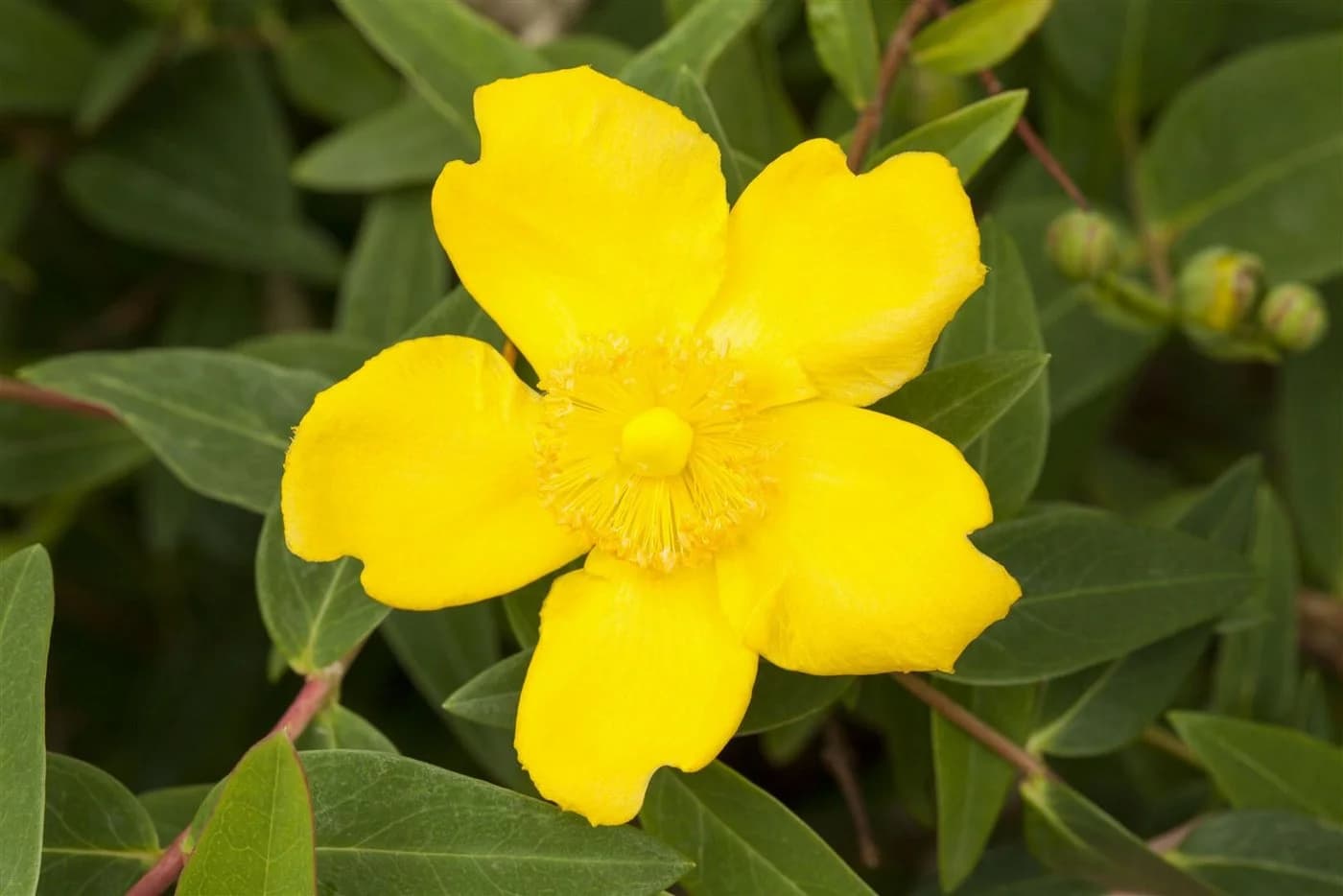 Hypericum 'Hidcote' Johanniskraut Leuchtend Gelb - Bild 4