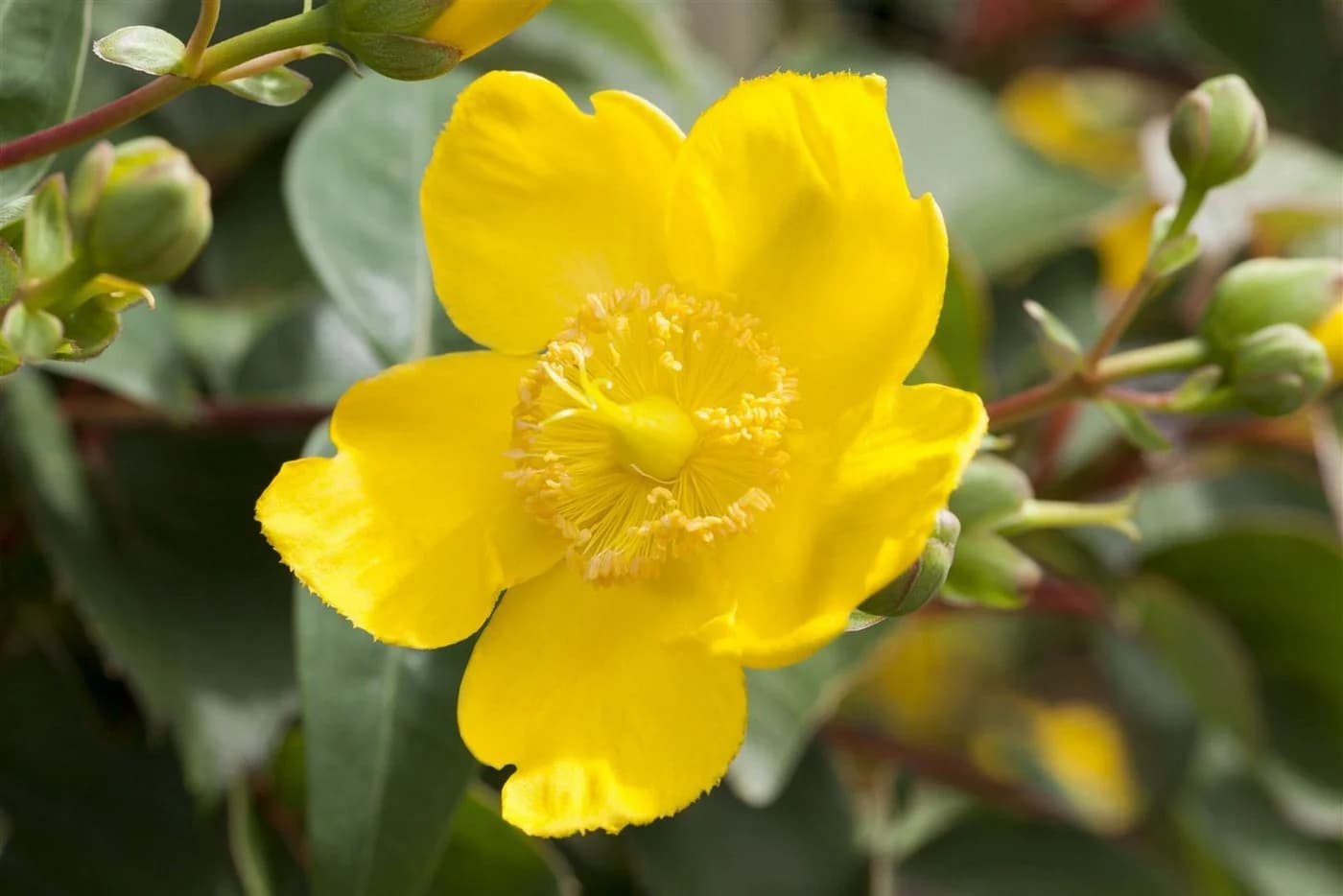 Hypericum 'Hidcote' Johanniskraut Leuchtend Gelb - Bild 5
