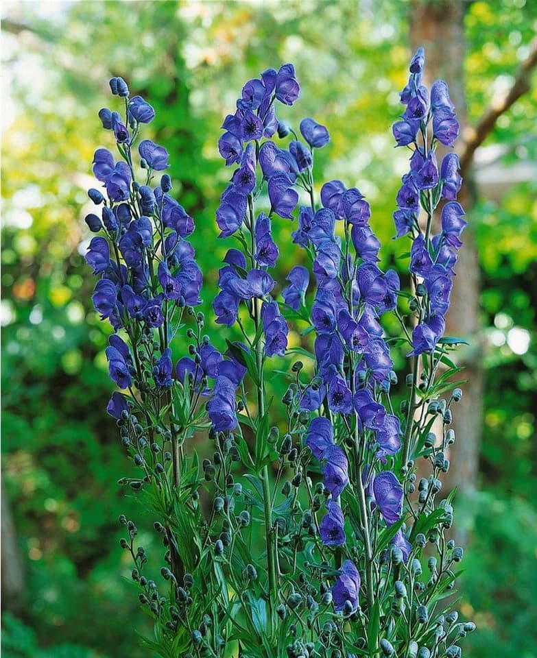 Aconitum napellus 'Kleiner Ritter' Blauer Eisenhut Staude 60-80 cm