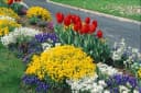 Alyssum saxatile 'Goldkugel' Steinkraut Goldgelb 9x9 cm Topf Bild 1