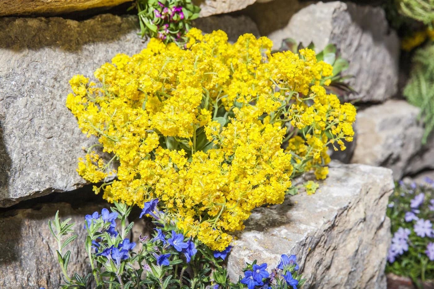 Alyssum saxatile 'Goldkugel' Steinkraut Goldgelb 9x9 cm Topf - Bild 2