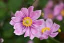 Herbst-Anemone 'Ouvertüre' Rosa Bild 1