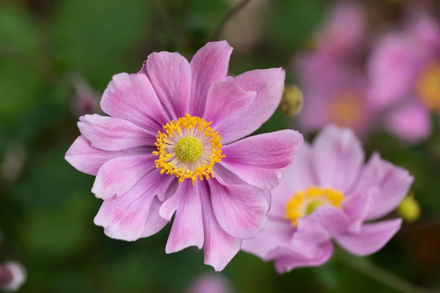 Herbst-Anemone 'Ouvertüre' Rosa