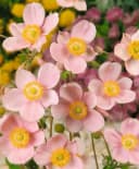 Herbst-Anemone 'Ouvertüre' Rosa Bild 2