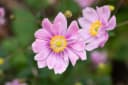 Herbst-Anemone 'Ouvertüre' Rosa Bild 3