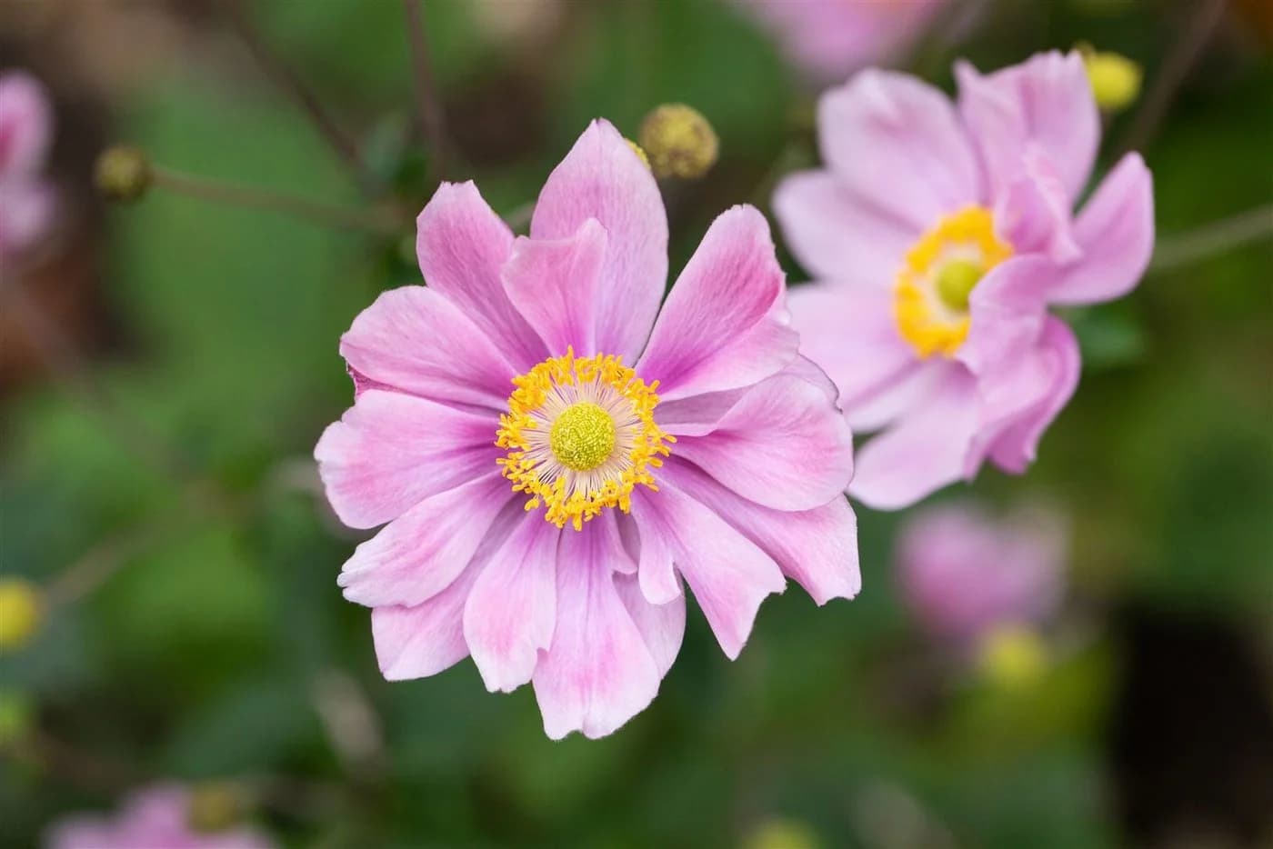 Herbst-Anemone 'Ouvertüre' Rosa - Bild 3