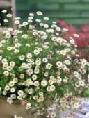 Erigeron karvinskianus 'Blütenmeer' Spanisches Gänseblümchen Bild 1