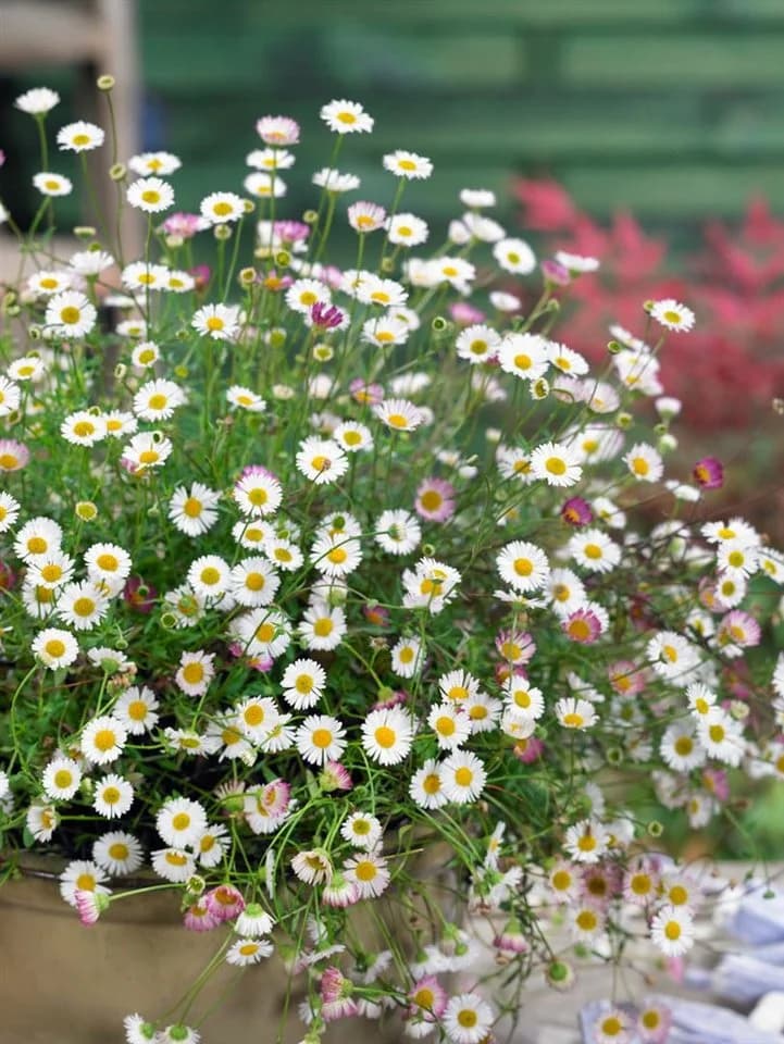Erigeron karvinskianus 'Blütenmeer' Spanisches Gänseblümchen
