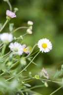 Erigeron karvinskianus 'Blütenmeer' Spanisches Gänseblümchen Bild 2
