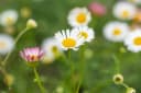Erigeron karvinskianus 'Blütenmeer' Spanisches Gänseblümchen Bild 3