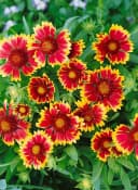 Gaillardia x grandiflora 'Kobold' Kokardenblume Leuchtend Rot-Gelb 9x9 cm Topf Bild 1