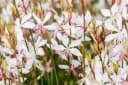 Gaura lindheimerii Prachtkerze Weiß 1 St. Schmetterlingsblume Bild 1