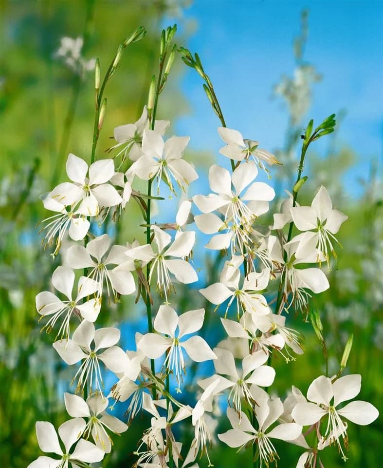 Gaura lindheimerii Prachtkerze Weiß 1 St. Schmetterlingsblume - Bild 2