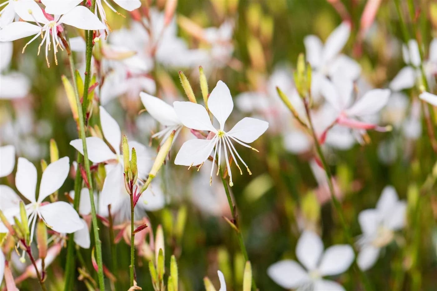 Gaura lindheimerii Prachtkerze Weiß 1 St. Schmetterlingsblume - Bild 3