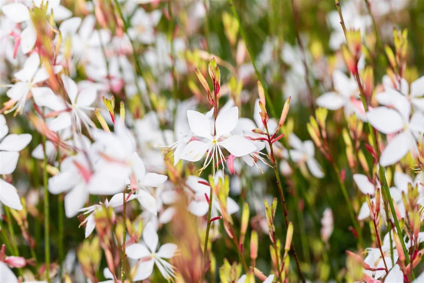 Gaura lindheimerii Prachtkerze Weiß 1 St. Schmetterlingsblume - Bild 4