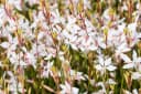 Gaura lindheimerii Prachtkerze Weiß 1 St. Schmetterlingsblume Bild 5