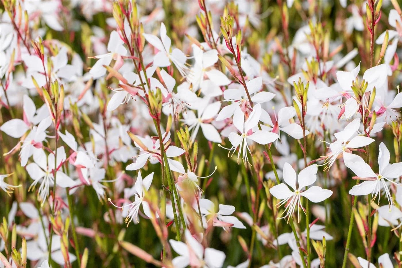Gaura lindheimerii Prachtkerze Weiß 1 St. Schmetterlingsblume - Bild 5