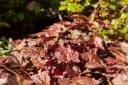 Heuchera micrantha 'Palace Purple' Purpurglöckchen Topf Bild 1