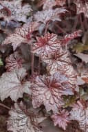 Heuchera micrantha 'Palace Purple' Purpurglöckchen Topf Bild 2