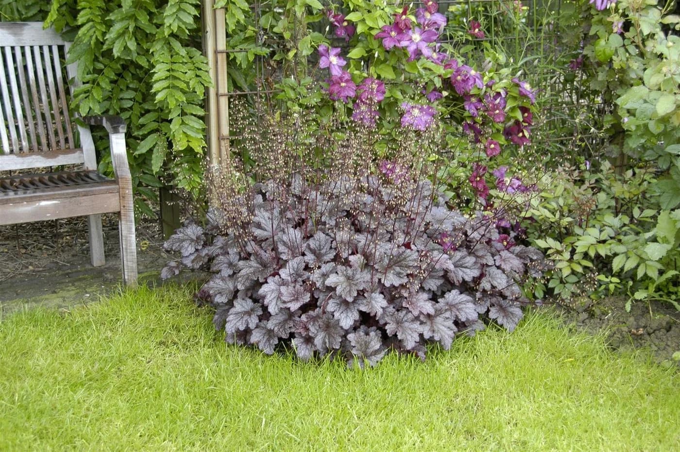 Heuchera micrantha 'Palace Purple' Purpurglöckchen Topf - Bild 4