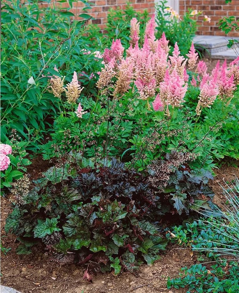 Heuchera micrantha 'Palace Purple' Purpurglöckchen Topf - Bild 5