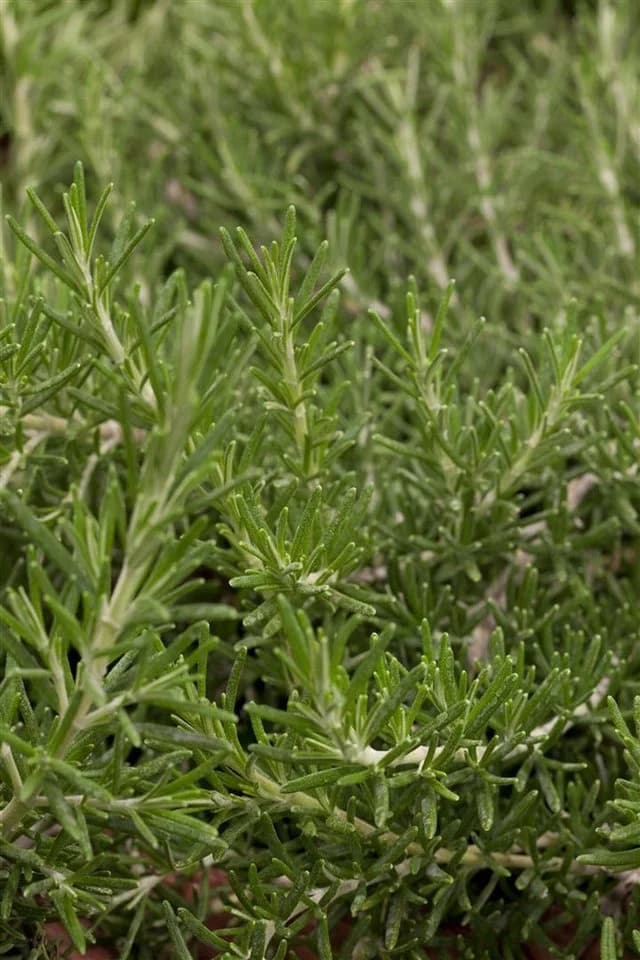Rosmarinus officinalis 'Prostratus' Kriechender Rosmarin 9x9 cm Topf - Bild 4