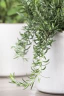 Rosmarinus officinalis 'Prostratus' Kriechender Rosmarin 9x9 cm Topf Bild 5