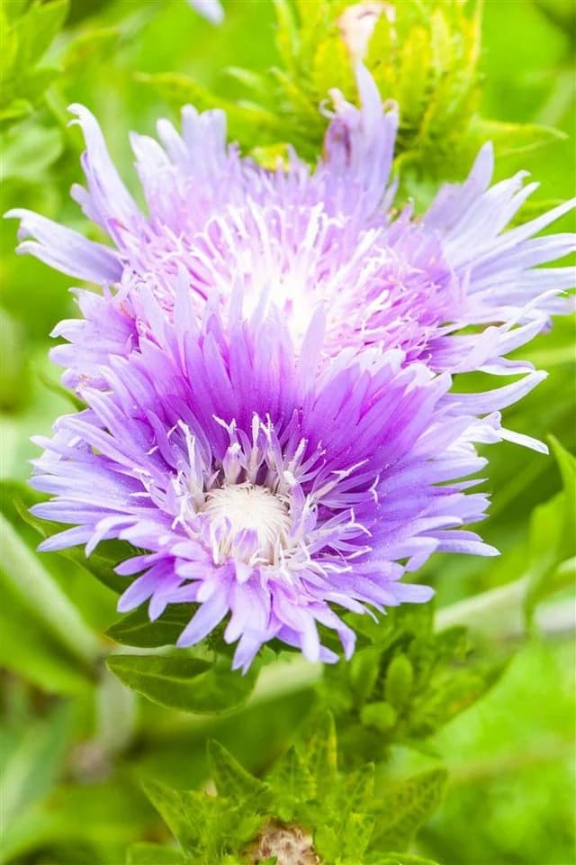 Stokesia laevis Kornblumenaster Blau