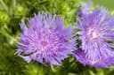 Stokesia laevis Kornblumenaster Blau Bild 2
